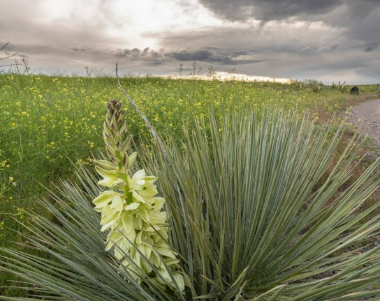 Image for Blooms on the Prairie