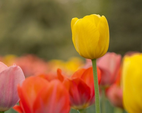 Image for Expert Explorations: Signs of Spring