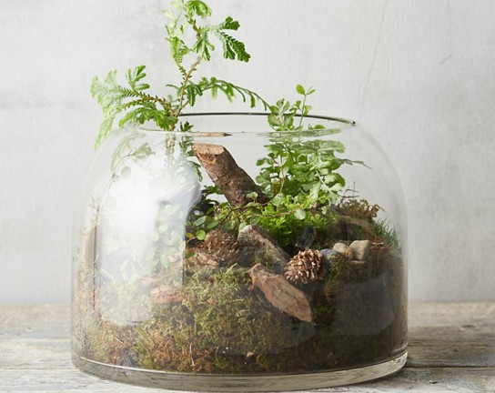 Image for Unicorns and Rainbows - Fairy Garden Terrarium Workshop