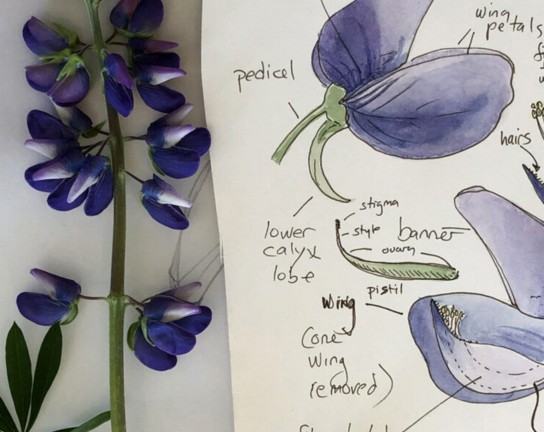 Image for Botany for Artists (3 Day Intensive)