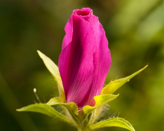 Image for Roses are Red (and They Taste Good, Too!)