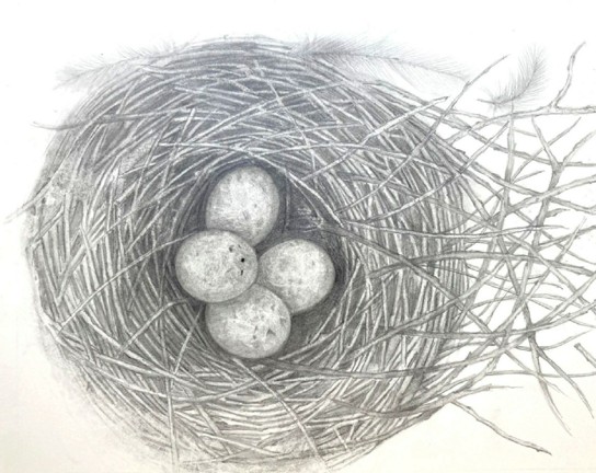 Image for Drawing Nests in Mixed Media