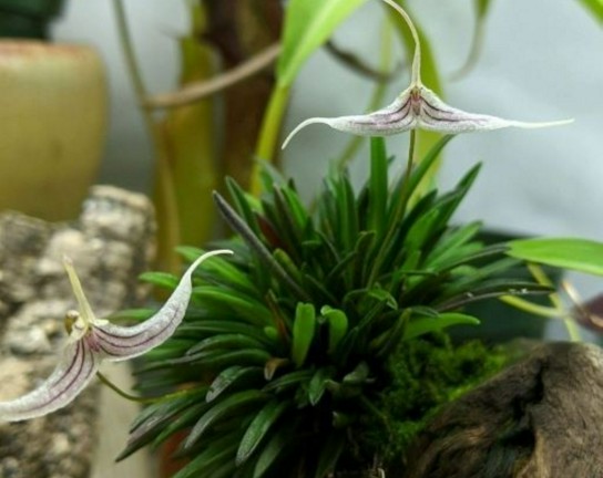 Image for Orchids 201
