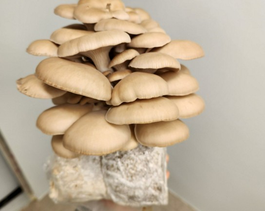 Image for Mushroom Cultivation Workshop