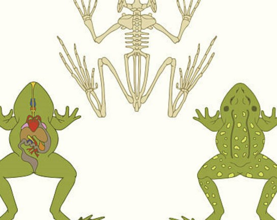 Image for Homeschool Science Supplement at Plains Conservation Center: Comparative Anatomy