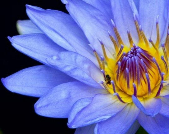 Image for Macro Photography at Denver Botanic Gardens with Mike's Camera