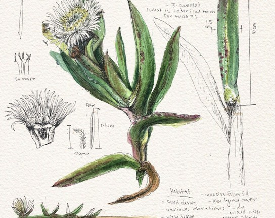 Image for Scientific Illustration: Color in Nature
