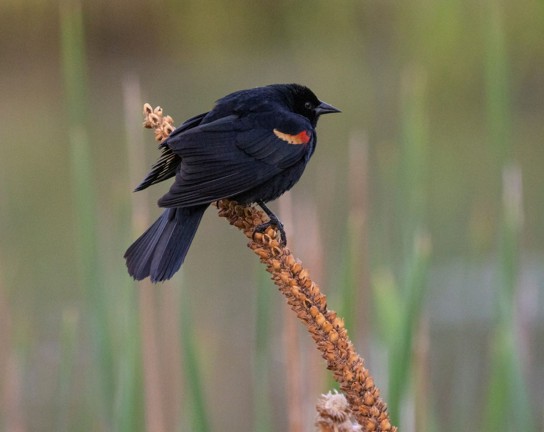 Image for Mindful Birdwatching