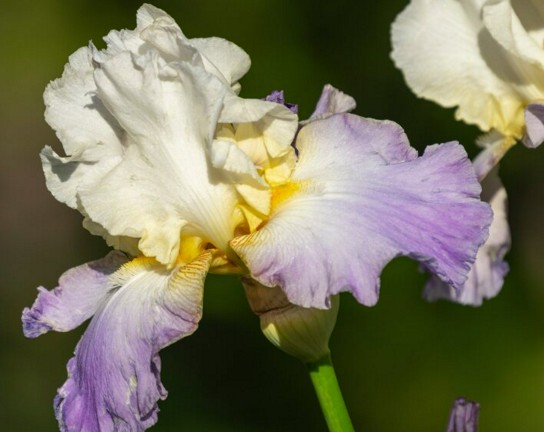 Image for American Impressionism: Garden to Gallery