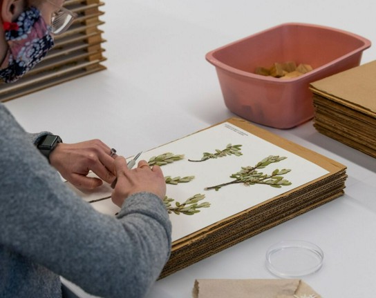 Image for  Natural History Collections Tour