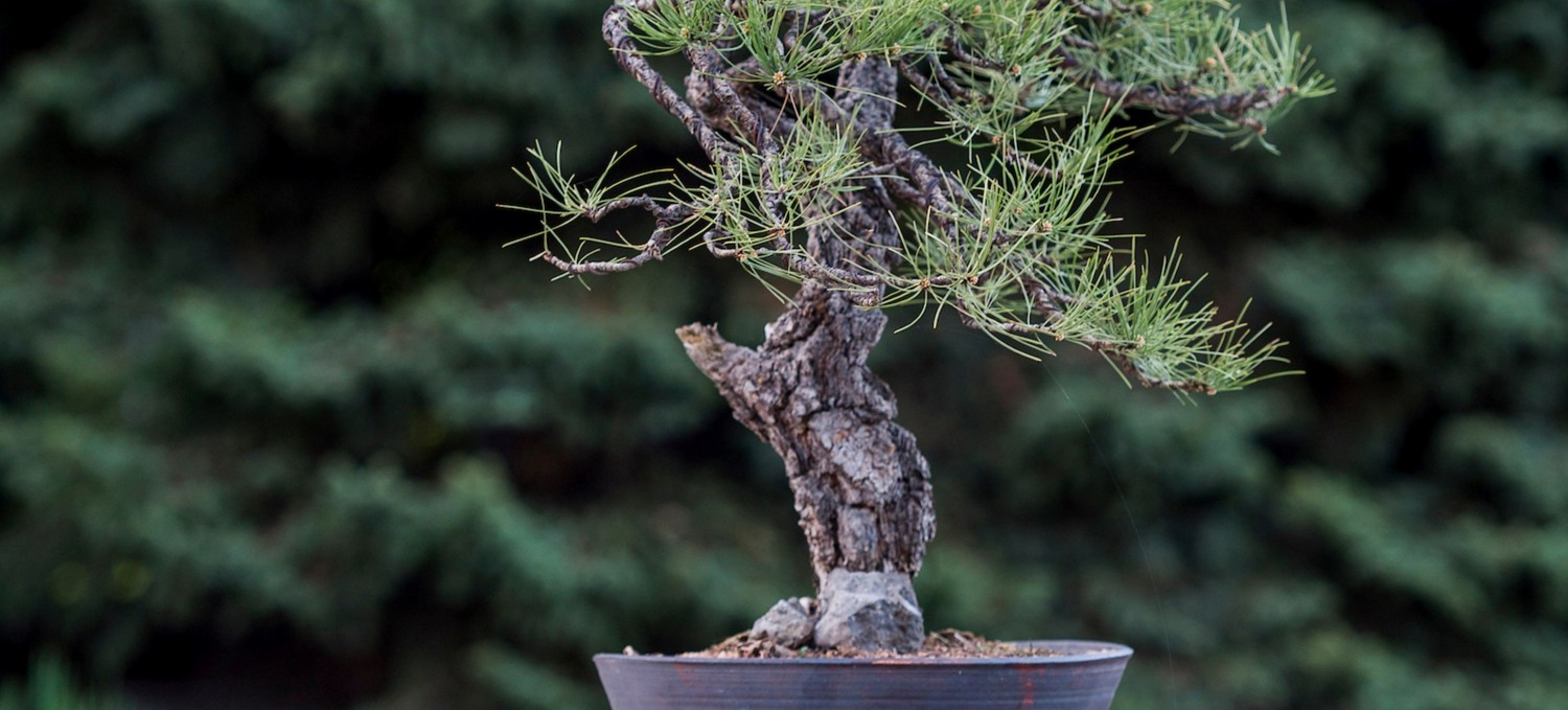 Advanced Bonsai Design - A Performance  Denver Botanic Gardens