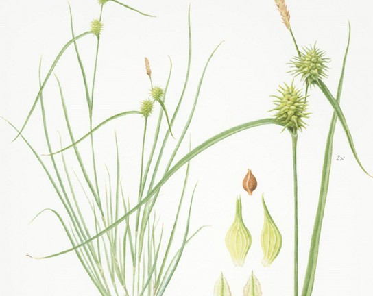 Image for Colored Pencil Techniques: Grasses and Sedges
