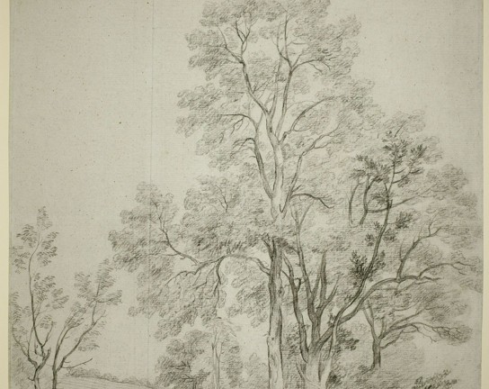 Image for Drawing Trees in Graphite and Ink - ONLINE