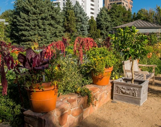 Image for Spring Plant Sale Pregame: Crops in Pots