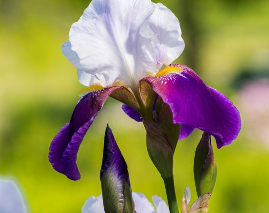 Image for Guided Meditation Series at Chatfield Farms