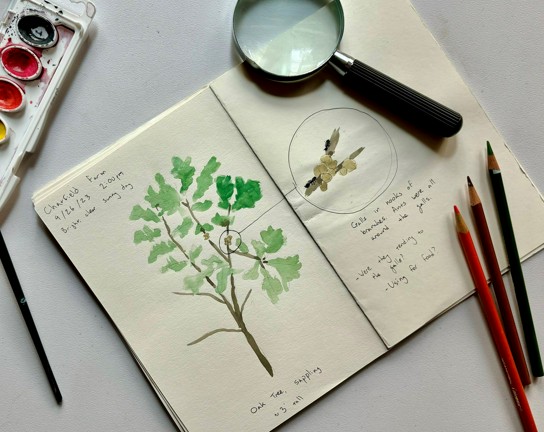 Image for Nature Journaling for Homeschoolers at Chatfield Farms: Miniature Landscapes