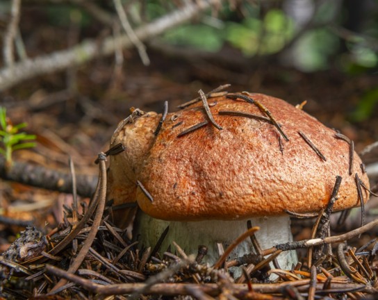 Image for Beginning Mushroom Identification