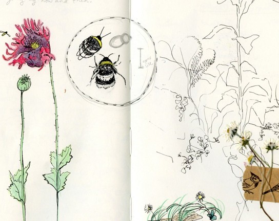 Image for Nature Journaling: Summer's Bounty
