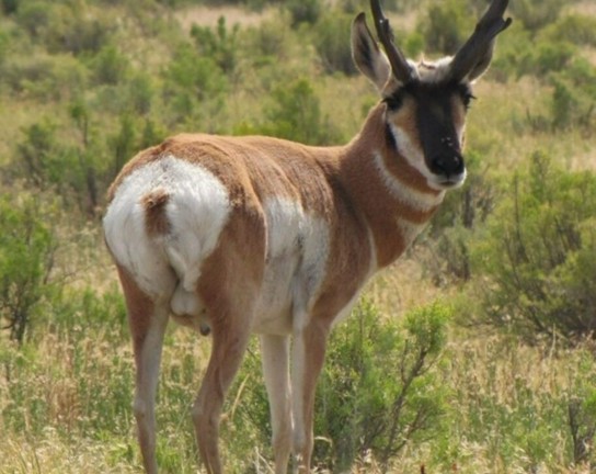 Image for Guided Homeschool Exploration at Plains Conservation Center: Animal Interactions