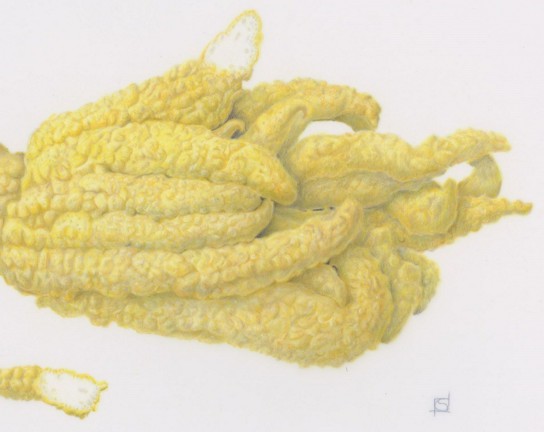 Image for Colored Pencil Techniques: Fruits on Mylar
