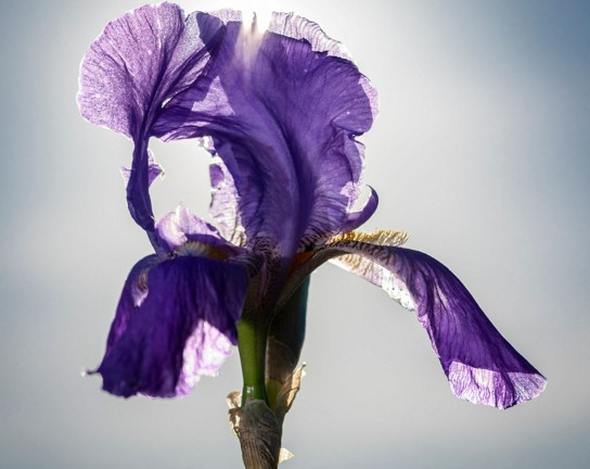Image for Seasonal Discoveries – Chatfield Farms
