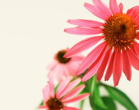 Image for Art of Pressed Flowers