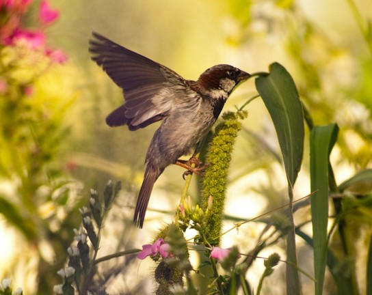 Image for Birds and Botany: Connecting to Life in Spring