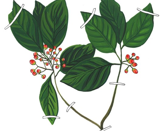 Image for Painting Herbarium Specimens With Gouache