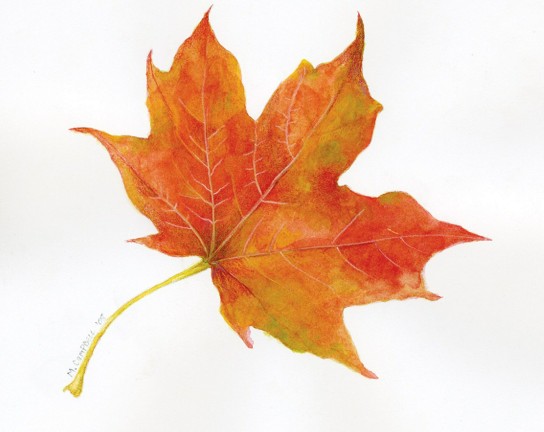 Image for Fall Foliage in Mixed Media