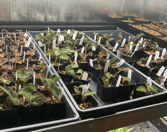 Image for Plant Propagation 101