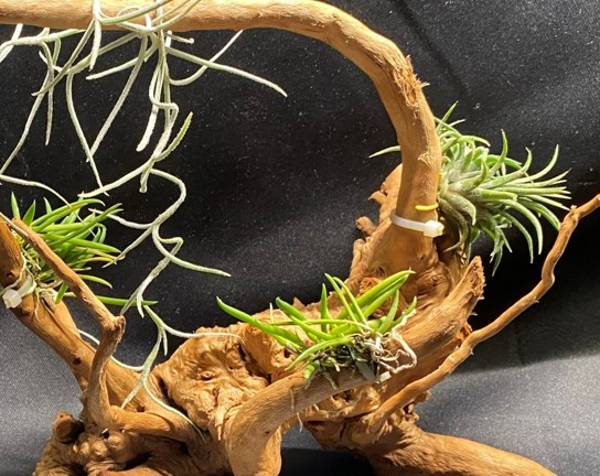 Image for Orchid and Air Plant Living Sculpture Workshop