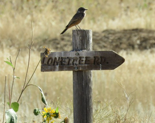 Image for Mindful Birding at Plains Conservations Center