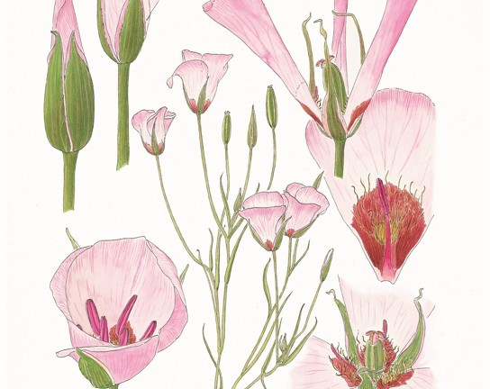 Image for Scientific Illustration for Beginners