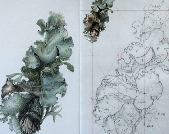 Image for Scaling Techniques for Botanical Artists - ONLINE