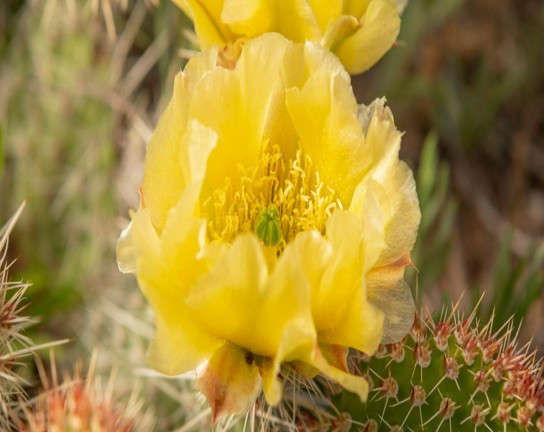 Image for Ethnobotany on the Plains