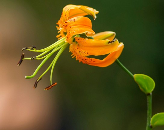 Image for Farm Camp Week 5: Fantastic Flora