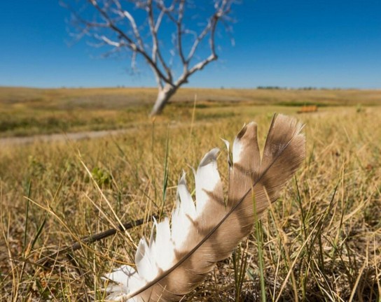 Image for Guided Homeschool Exploration at Plains Conservation Center: Birds of the Prairie