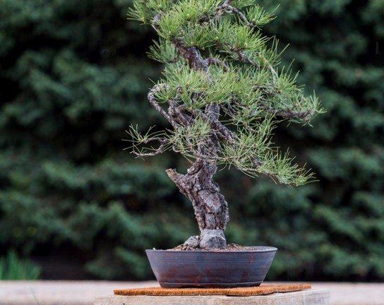 Image for Advanced Bonsai Design - A Performance