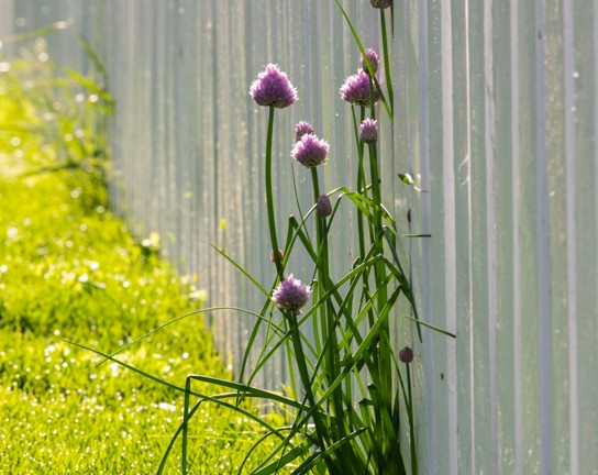 Image for Edible Wild Foods Gourmet Workshop - Identification, Harvesting and Use of Wild Plants
