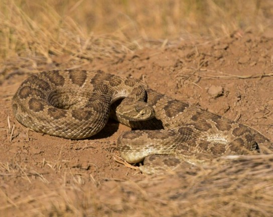 Image for Guided Homeschool Exploration at Plains Conservation Center: Reptiles