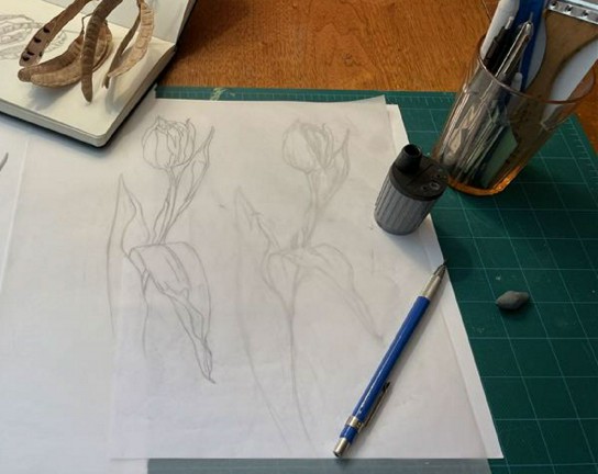 Image for Botanical Illustration for Beginners