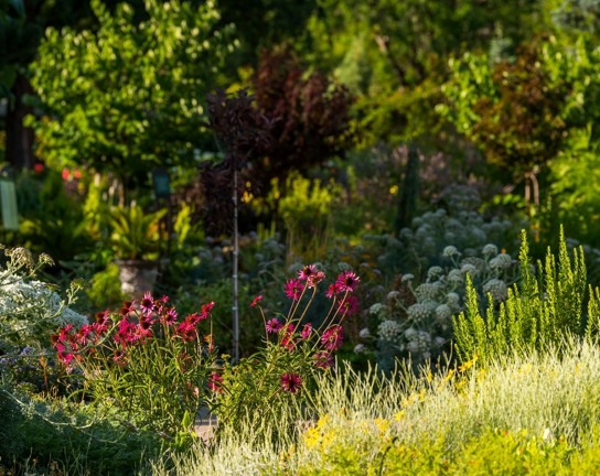 Image for Drip Irrigation for Home Gardeners - ONLINE