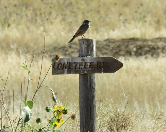 Image for Art in Nature: Poetry Writing on the Prairie
