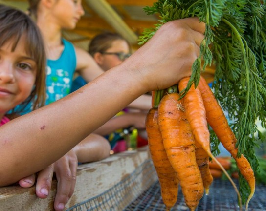 Image for Guided Homeschool Exploration at Plains Conservation Center: Life on the Farm