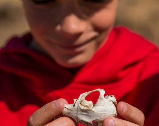 Image for Prairie Pup Adventures at Plains Conservation Center