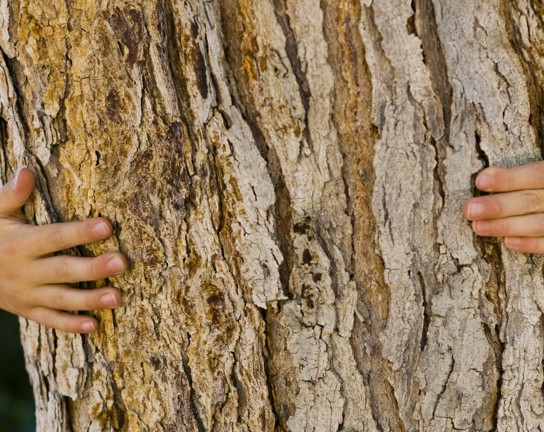 Image for Homeschool Day: Tree-Mendous Trees
