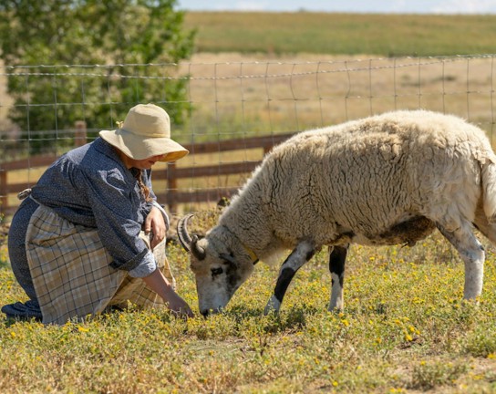 Image for Farm Animal Feeding