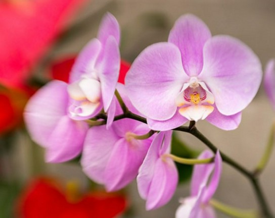 Image for Orchids 101